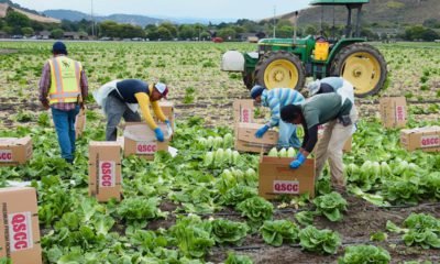 Photo of farmworkers in Salinas, CA