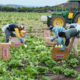 Photo of farmworkers in Salinas, CA