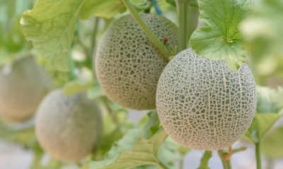 Photo of cantaloupes