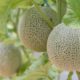 Photo of cantaloupes