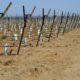 Photo of vineyard in Kern County