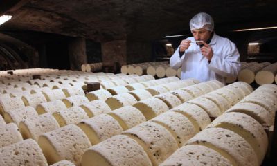 Photo of Bernard Roques, a refiner of Societe company, smelling a Roquefort cheese as they mature in a cellar