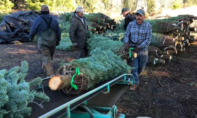 Photo of workers loading Christmas trees onto a truck