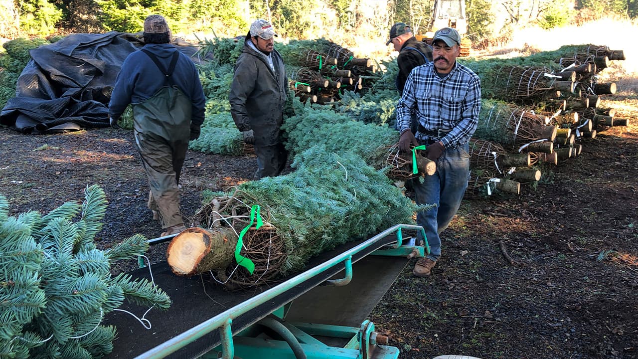 Photo of workers loading Christmas trees onto a truck