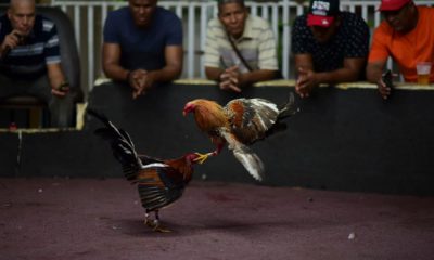 Photo of fight night at the Campanillas cockfighting club, in Toa Baja, Puerto Rico