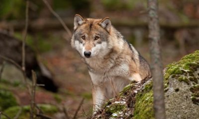 Photo of a gray wolf in the forest