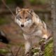 Photo of a gray wolf in the forest