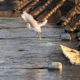 Photo of an egret flying away with dinner at the Hills Ferry Barrier on the San Joaquin River near the confluence with the Merced River in 2018.