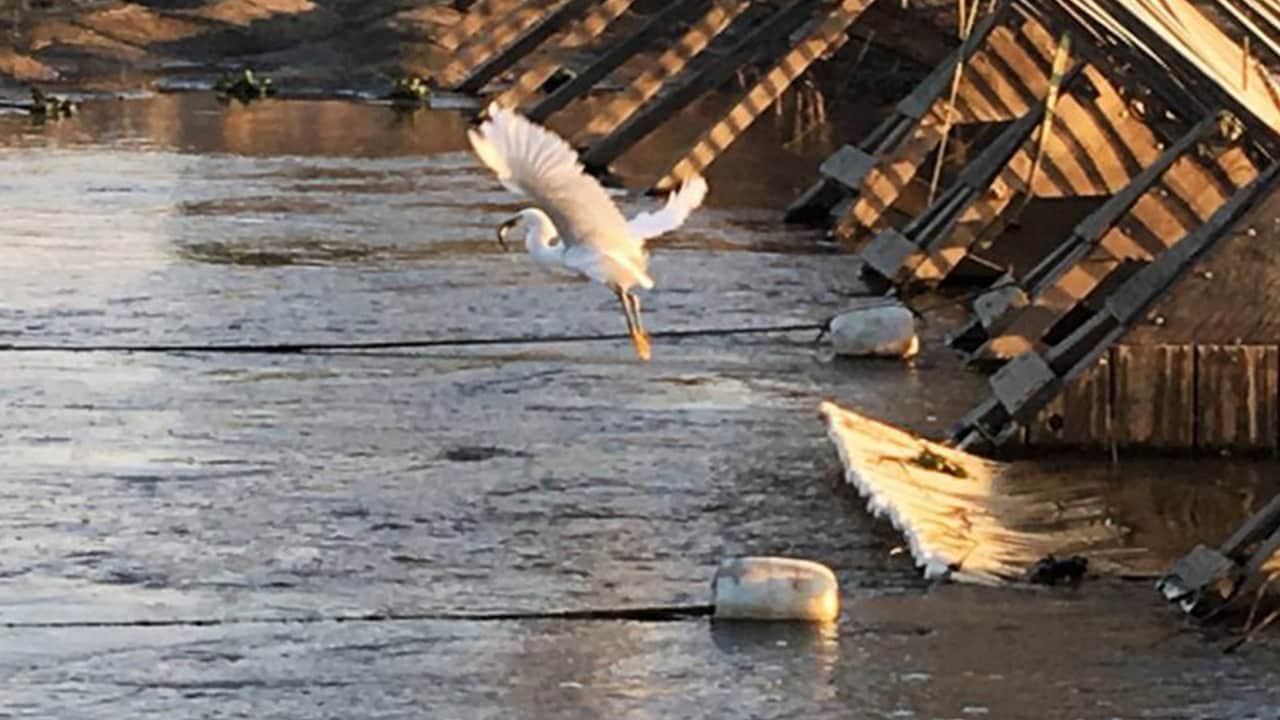 Photo of an egret flying away with dinner at the Hills Ferry Barrier on the San Joaquin River near the confluence with the Merced River in 2018.